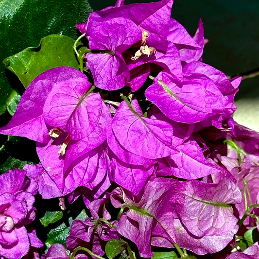 Esfoliante Corporal - Midnight Stars