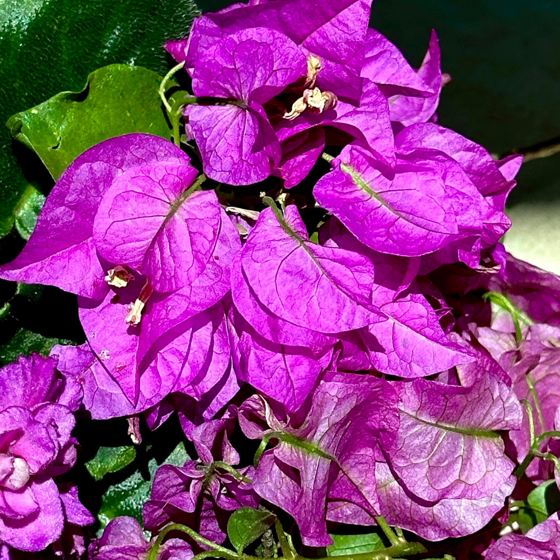Esfoliante Corporal - Midnight Stars