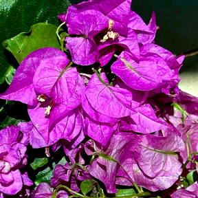 Esfoliante Corporal - Midnight Stars
